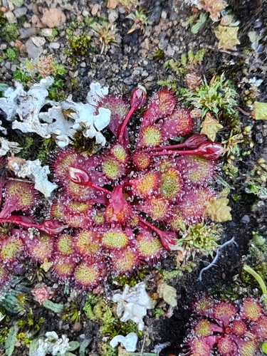 Drosera lowriei