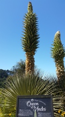 Puya raimondii
