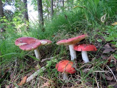 Russula paludosa
