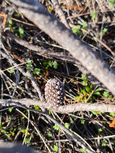 Image of Allocasuarina huegeliana by (c) Belinda Forbes, some rights reserved (CC BY)