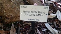 Rhododendron grande