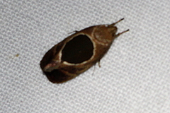 Hoplomorpha abalienella