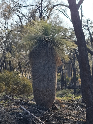 Image of Xanthorrhoea drummondii by (c) Belinda Forbes, some rights reserved (CC BY)