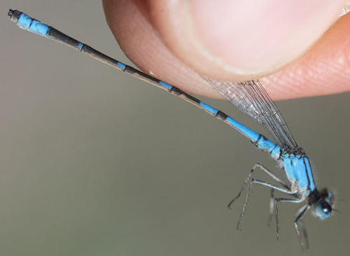 Arroyo Bluet photo 3