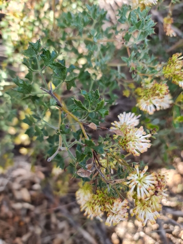 Image of Grevillea tenuiflora by (c) Belinda Forbes, some rights reserved (CC BY)