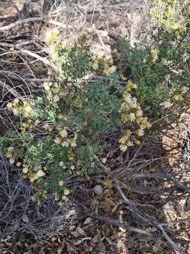 Image of Grevillea tenuiflora by (c) Belinda Forbes, some rights reserved (CC BY)