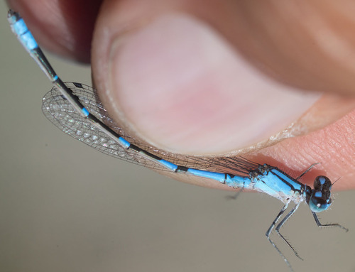 Arroyo Bluet photo 4