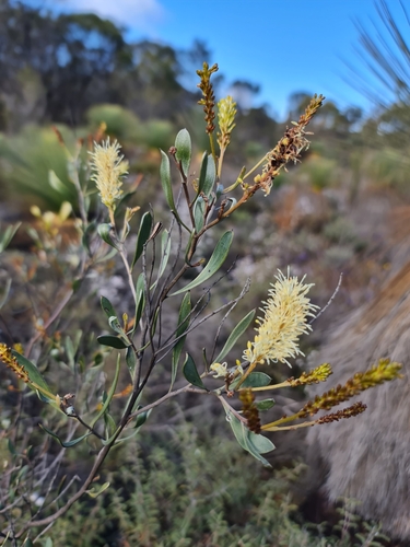 Entire-leaved Grevillea (Grevillea integrifolia)