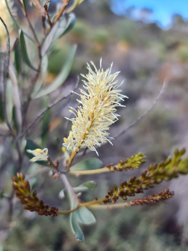 Image of Grevillea integrifolia by (c) Belinda Forbes, some rights reserved (CC BY)