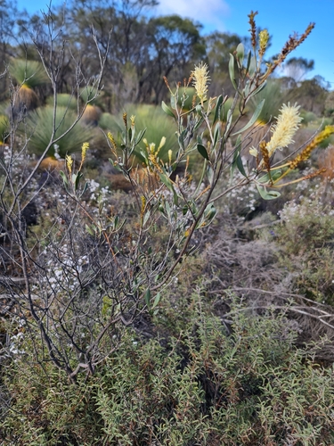 Image of Grevillea integrifolia by (c) Belinda Forbes, some rights reserved (CC BY)