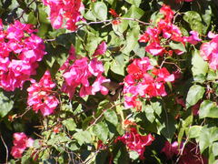 Papilio nephelus chaonulus