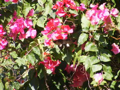 Papilio nephelus chaonulus