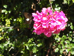 Papilio nephelus chaonulus