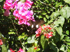 Papilio nephelus chaonulus