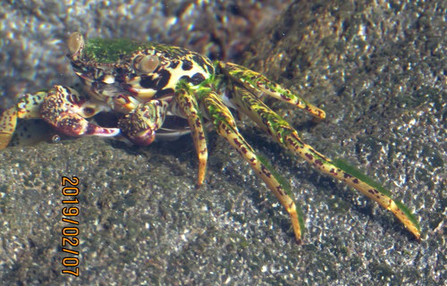 Grapsus longitarsis