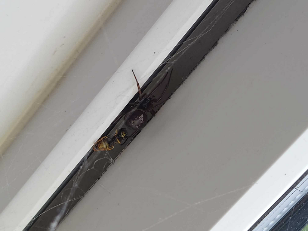 Noble False Widow from StratforduponAvon CV37, UK on August 13, 2023