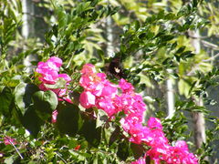 Papilio nephelus chaonulus