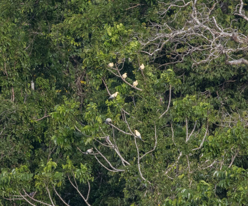 Silver-tipped Imperial Pigeon (Ducula luctuosa), photo 10