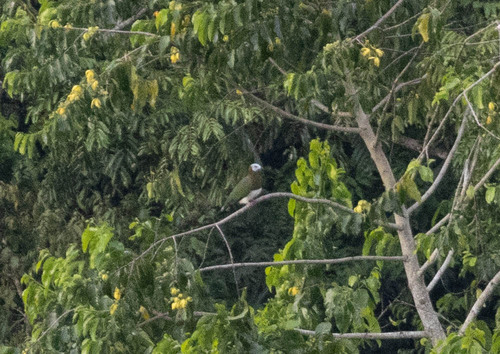 White-bellied Imperial Pigeon (Ducula forsteni), photo 4