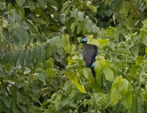 Purple-winged Roller (Coracias temminckii), photo 3