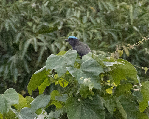 Purple-winged Roller (Coracias temminckii), photo 4