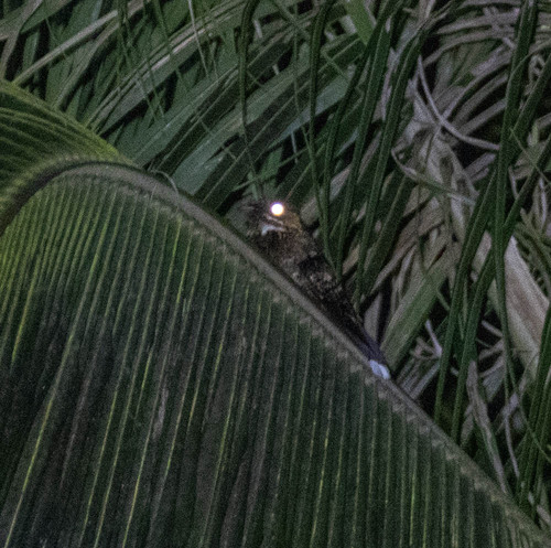 Sulawesi Nightjar (Caprimulgus celebensis), photo 2
