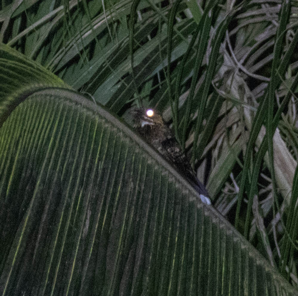 Sulawesi Nightjar (Caprimulgus celebensis), photo 2