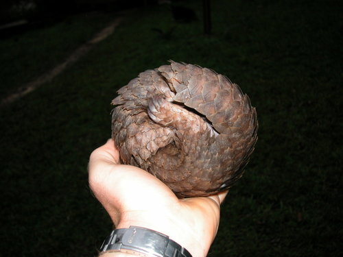 White-bellied Pangolin