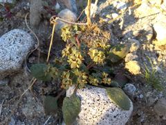 Chorizanthe corrugata