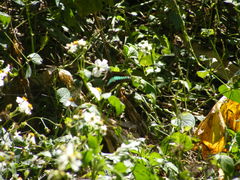 Graphium sarpedon connectens