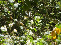 Graphium sarpedon connectens