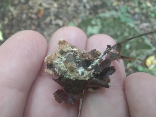 Epigaea (Photo 3 of 3)