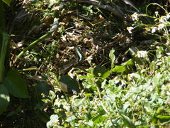 Graphium sarpedon connectens