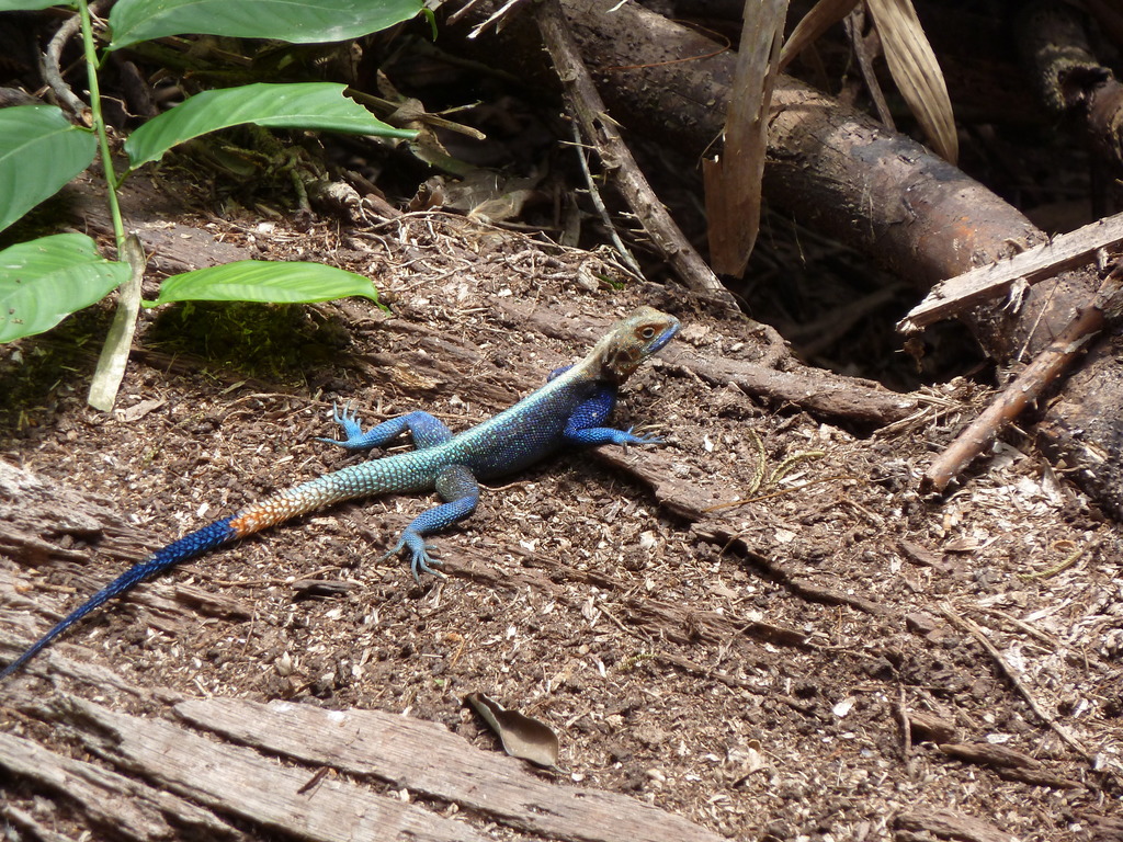 Cameroon Rainbow Agama (Agama lebretoni)