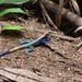 Cameroon Rainbow Agama - Photo (c) BenJee, some rights reserved (CC BY-NC), uploaded by BenJee