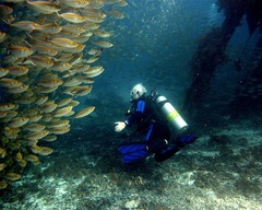 Selaroides leptolepis