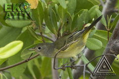 Setophaga petechia albicollis