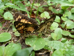 Junonia sophia