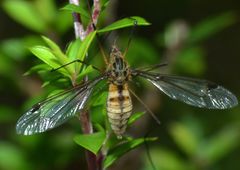 Leptotarsus vulpinus