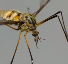 Leptotarsus vulpinus