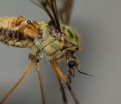 Leptotarsus vulpinus