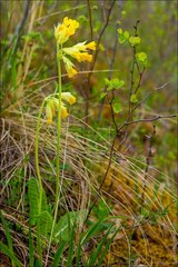 Primula veris macrocalyx