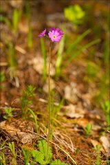 Primula cortusoides