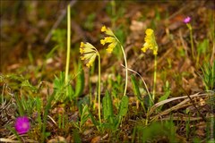 Primula veris macrocalyx