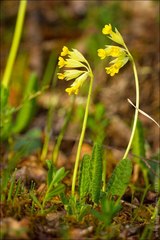 Primula veris macrocalyx