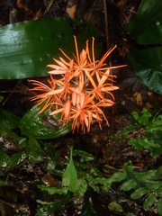 Scadoxus
