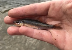 Notropis lutipinnis