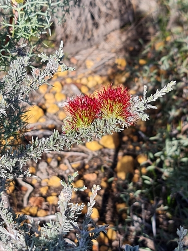 Image of Melaleuca cinerea by (c) Belinda Forbes, some rights reserved (CC BY)