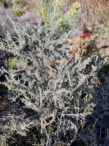 Image of Melaleuca cinerea by (c) Belinda Forbes, some rights reserved (CC BY)