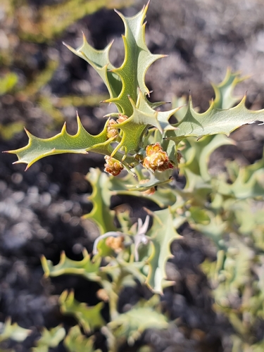 Image of Jacksonia floribunda by (c) Belinda Forbes, some rights reserved (CC BY)